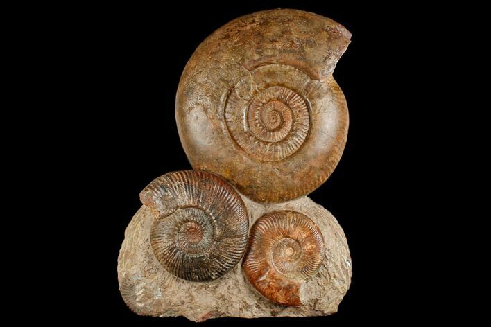 Tall, Jurassic Ammonite (Hammatoceras) Display - France #174930